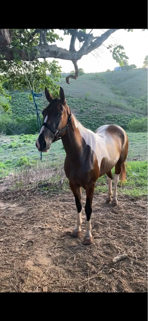 Égua Paint Horse