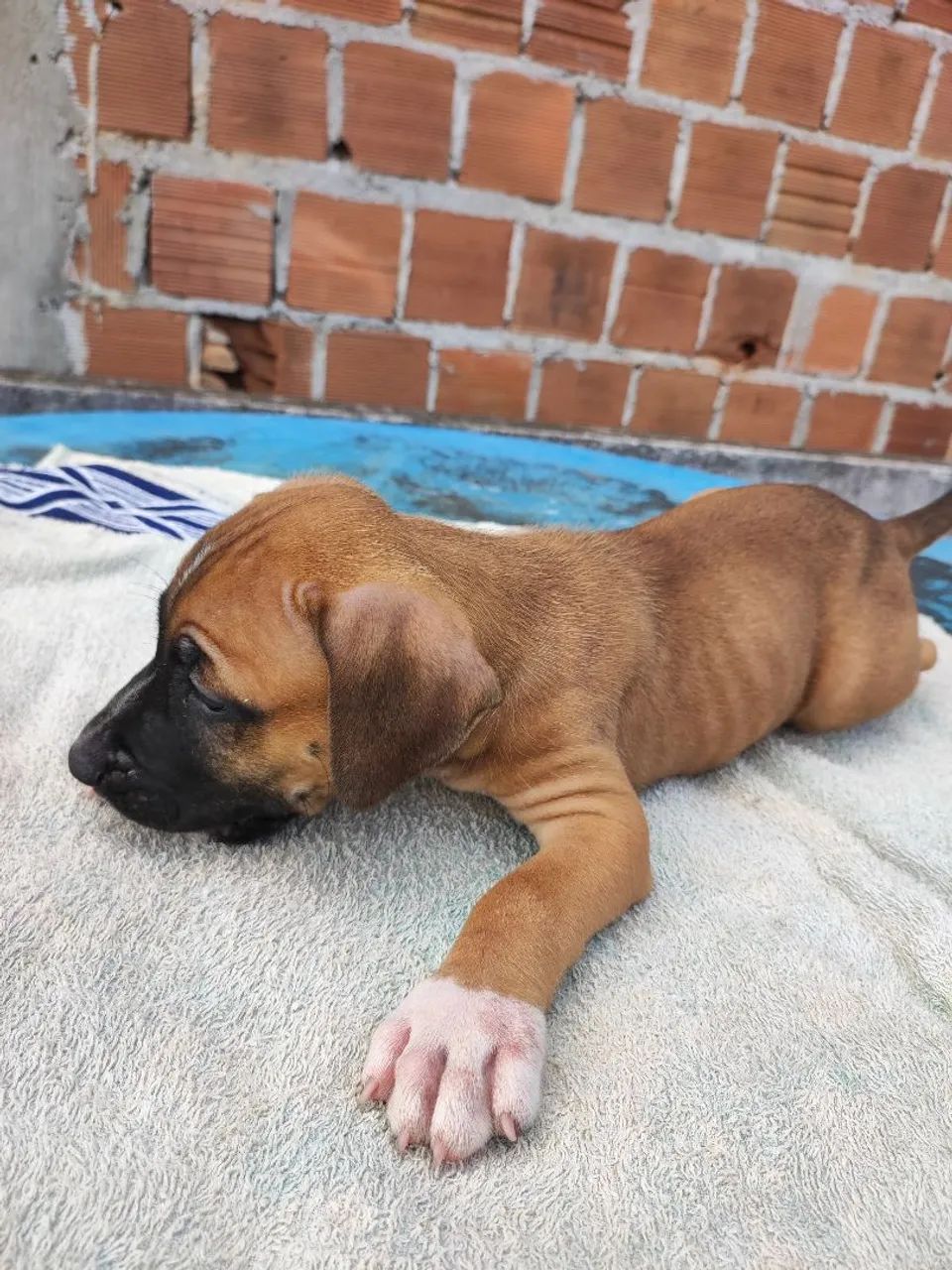 Filhote de Pitbull - Foto 4