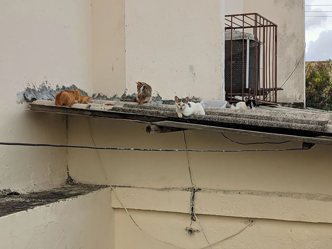 Gatinhos para Adoção - Foto 4