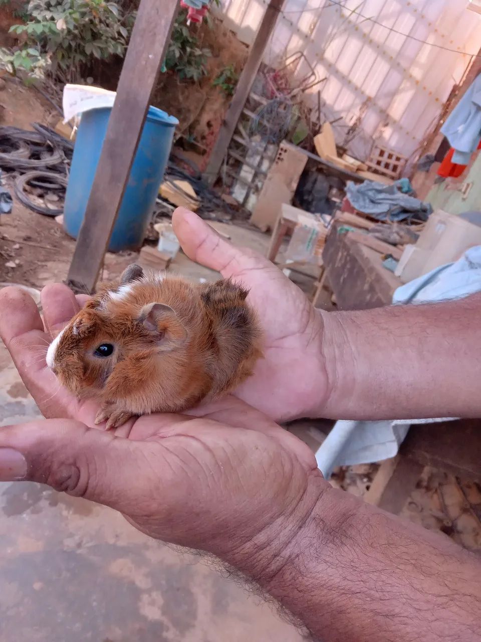 Coelhos e porquinhos da india filhotes  - Foto 2