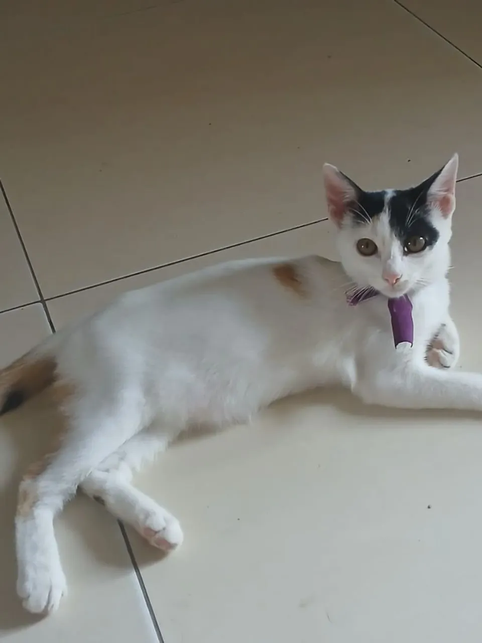 Gatinha fofa para adoção