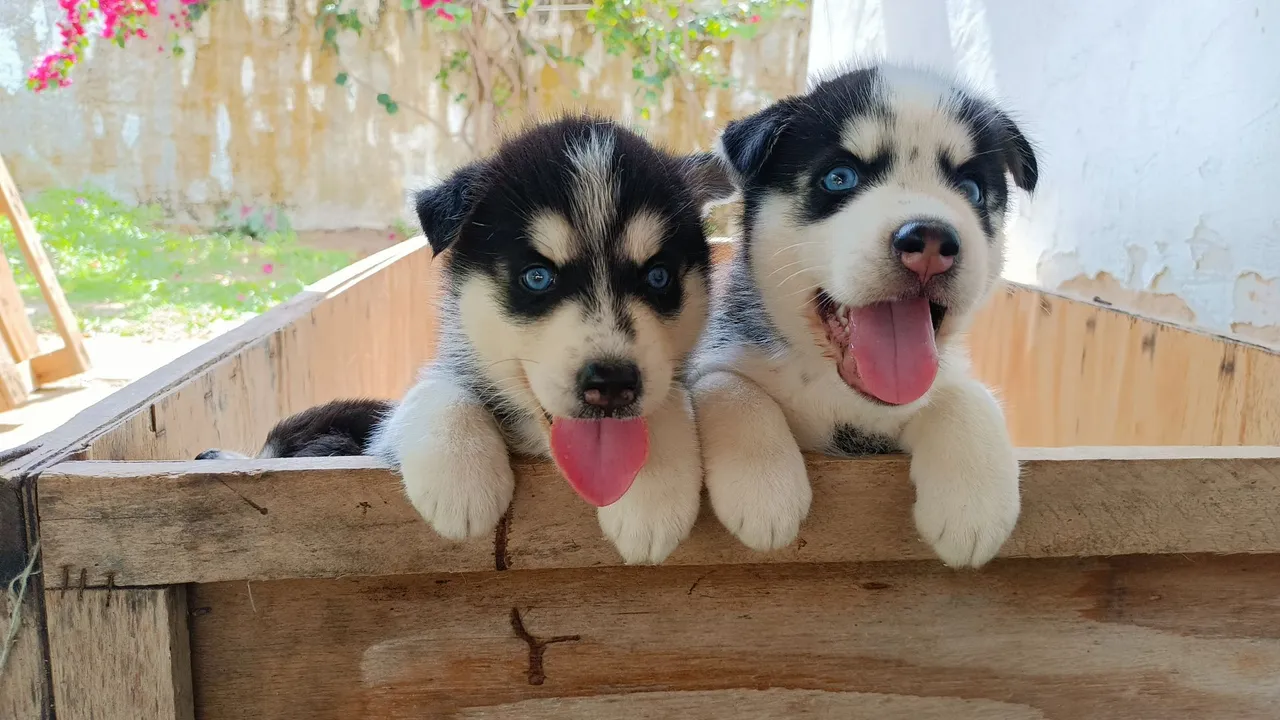Filhotes de Husky Siberiano lindos!
