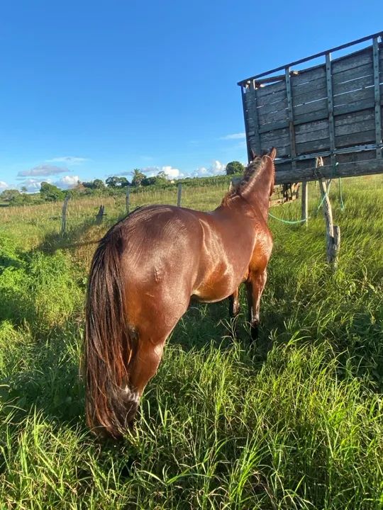 Vendo ou troco potra qm  - Foto 4