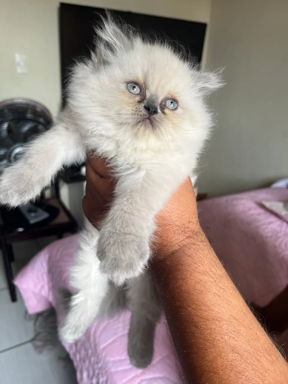 Filhote gato persa  - Foto 3