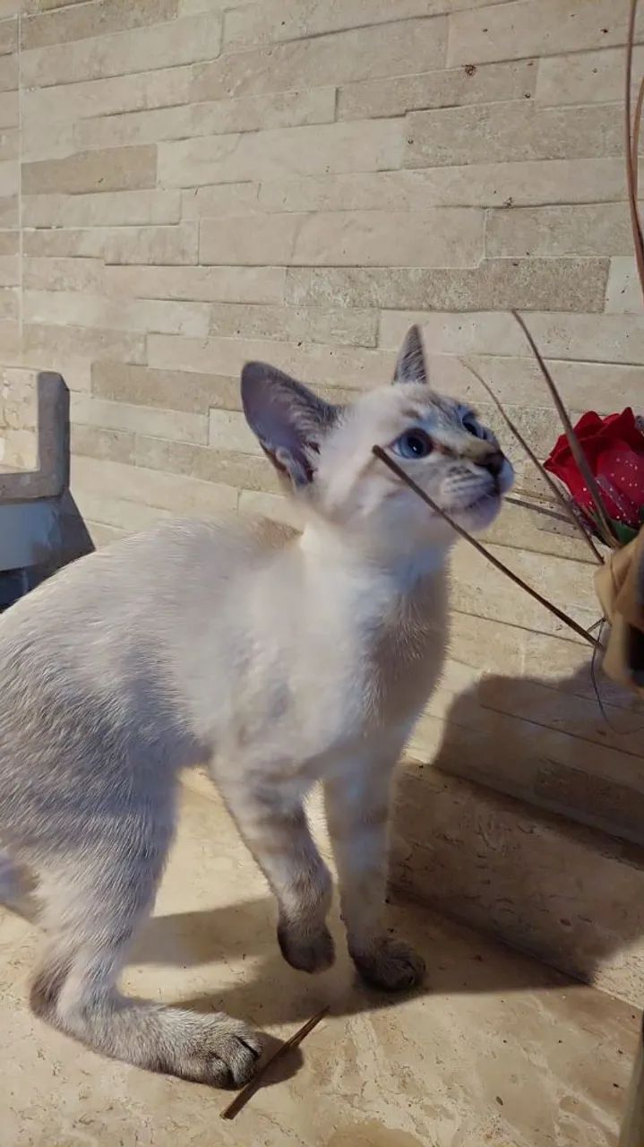 Doa-se filhote gata fêmea - Foto 3