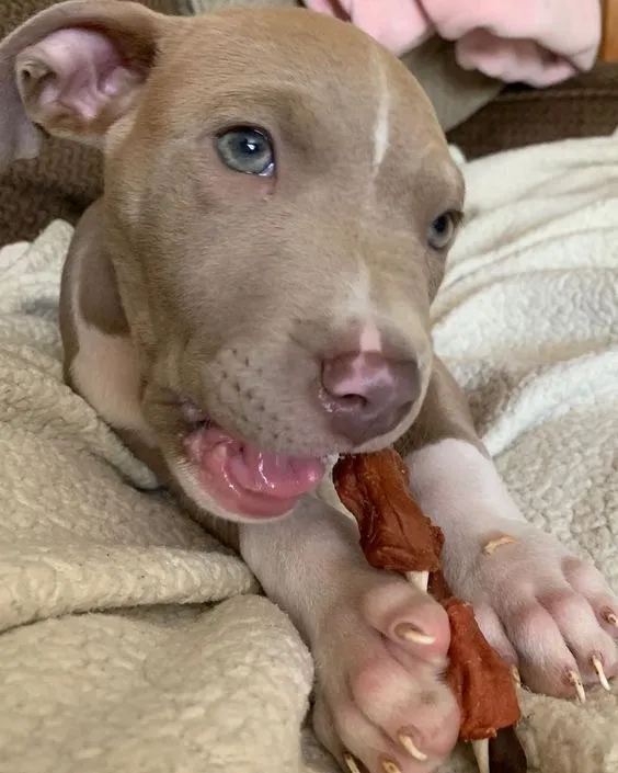 Pitbull - Filhotes Bem Cuidados Com Todos Empenho, Carinho E Amor