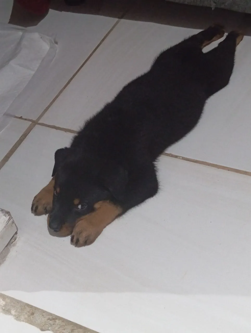 Filhote de Rottweiler