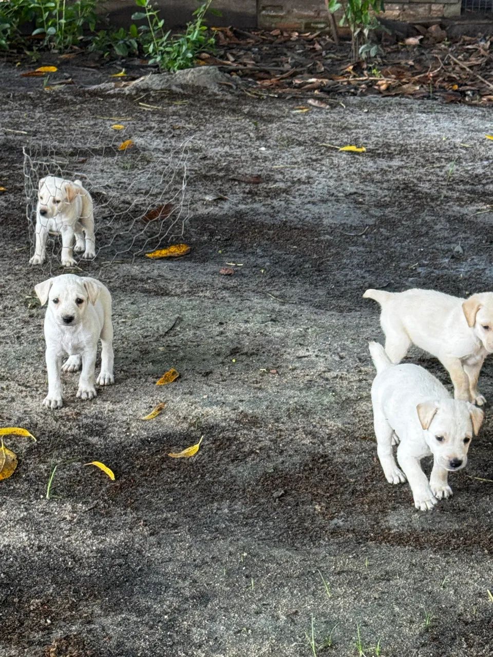 Doa-se cachorro  - Foto 4
