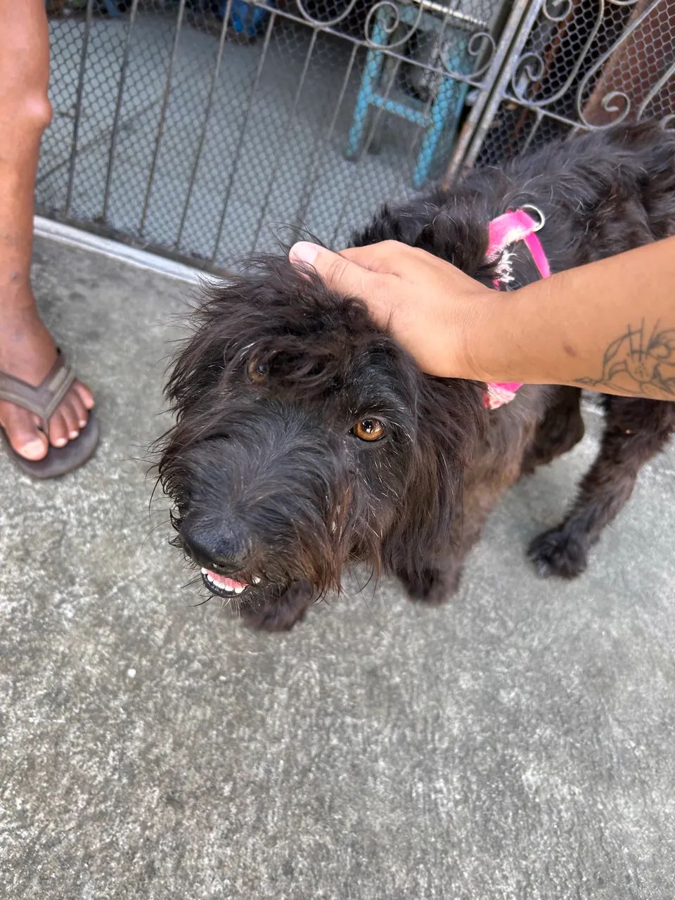 Doguinha - cachorrinha abandonada - Foto 2