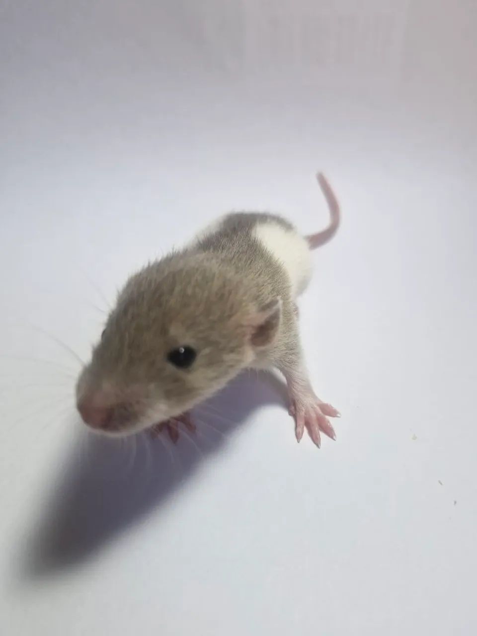 Twister Dumbo - Foto 5