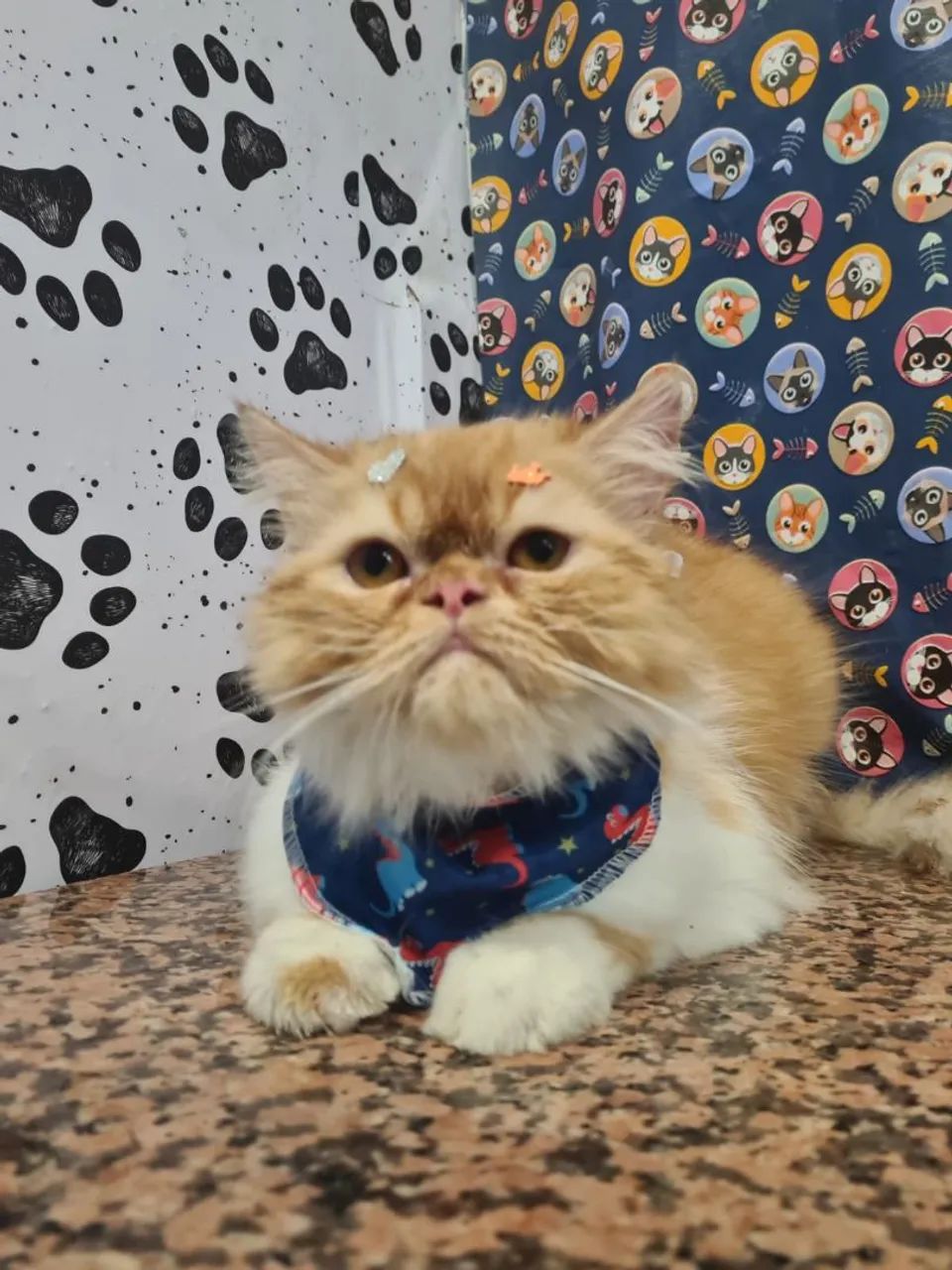 Gato persa macho  - Foto 2