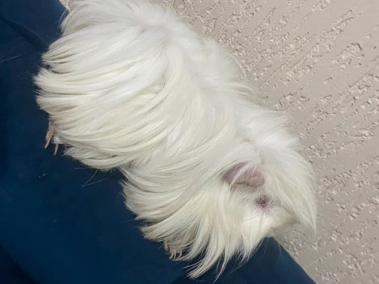 Porquinho da Índia peruano  - Foto 2