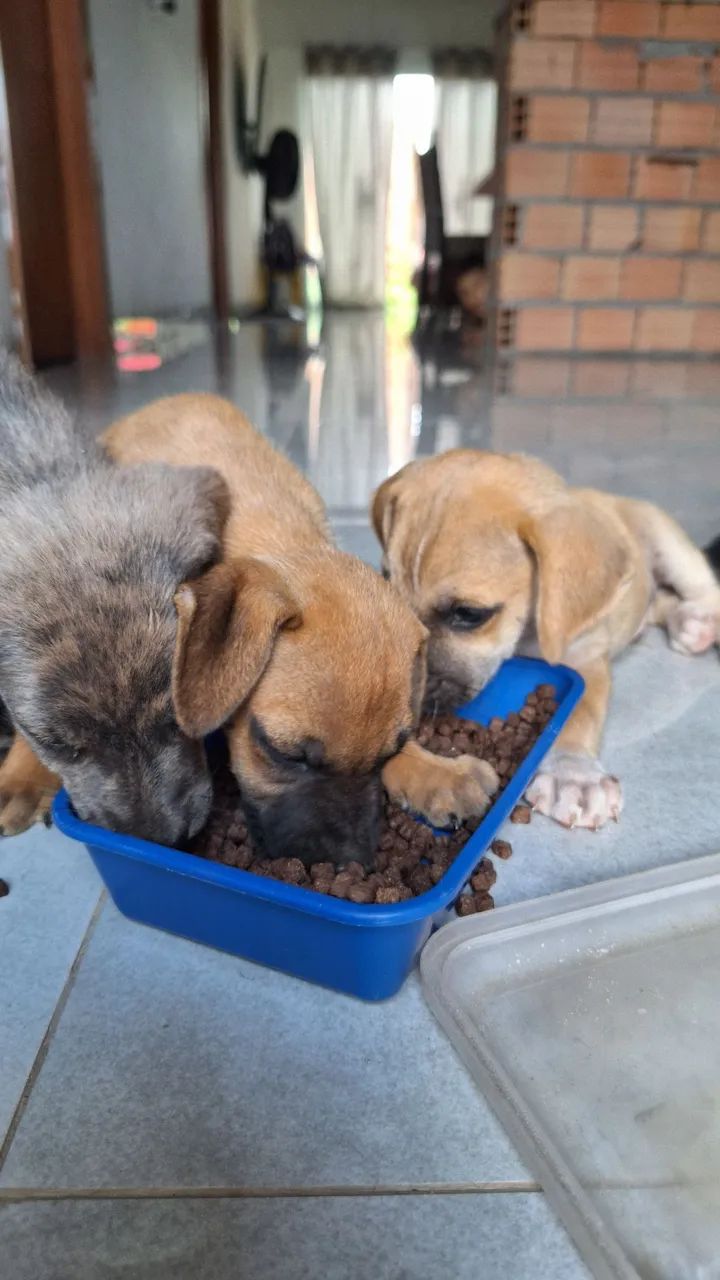 CACHORRO PARA DOAÇÃO  - Foto 5