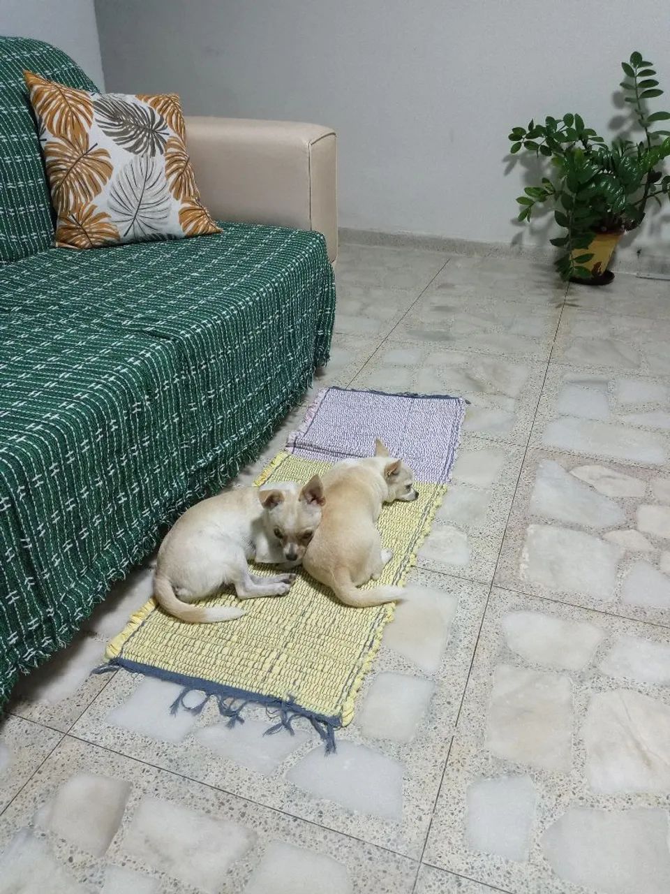 Chihuahua Mãe e Filho 