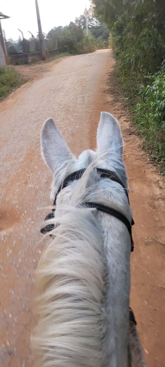 Egua com charrete completa - Foto 5