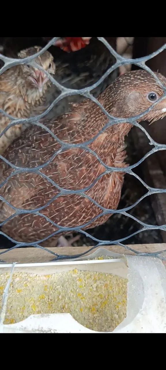 Ovos de codorna gigante 