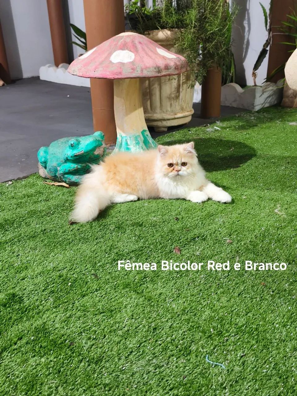 Persas Lindos e dóceis  - Foto 6