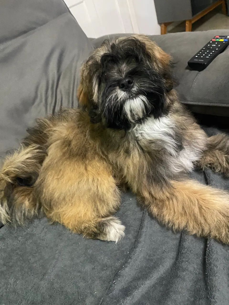 Lhasa apso 