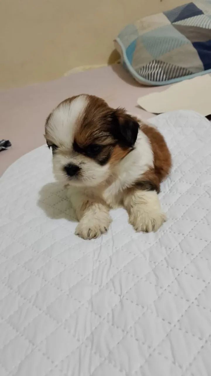 Shitzu mine machinho  - Foto 3