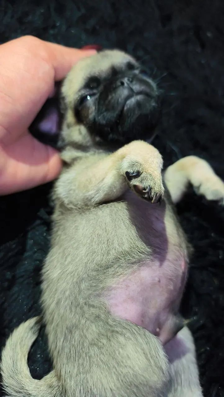 Cachorro  - Foto 4