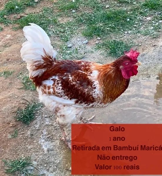 Frango  - Foto 2
