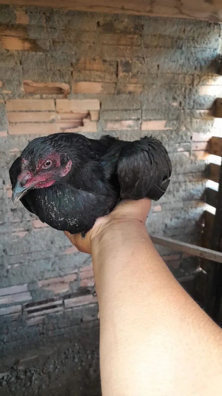 Galhinha carioca  - Foto 2
