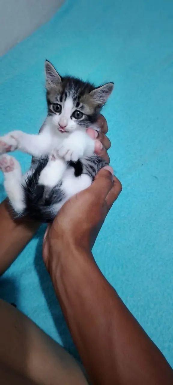 ? ADOÇÃO URGENTE! ?<br><br> 