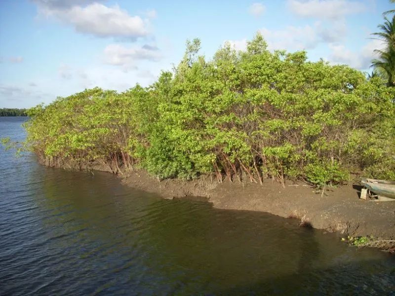 Ilha em Caravelas Bahia - Foto 3