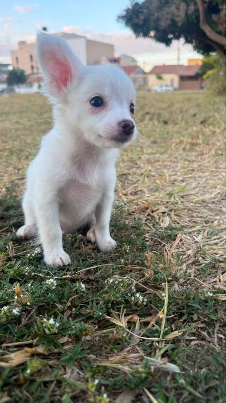 Chihuahua - Foto 3