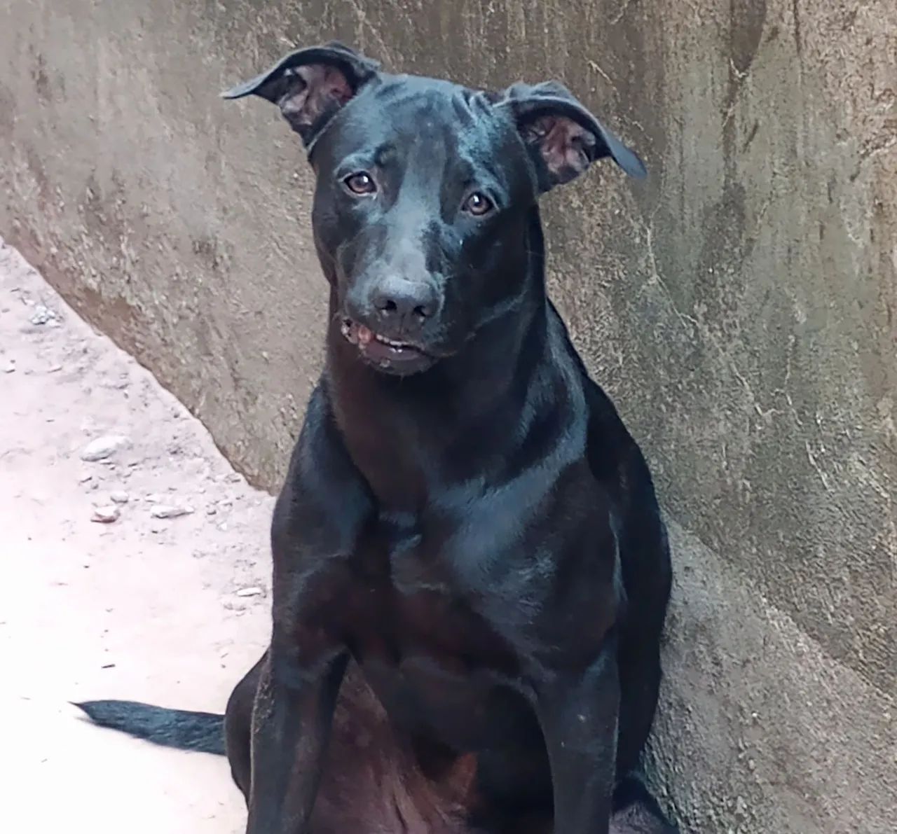 Cachorro Para Adoção 