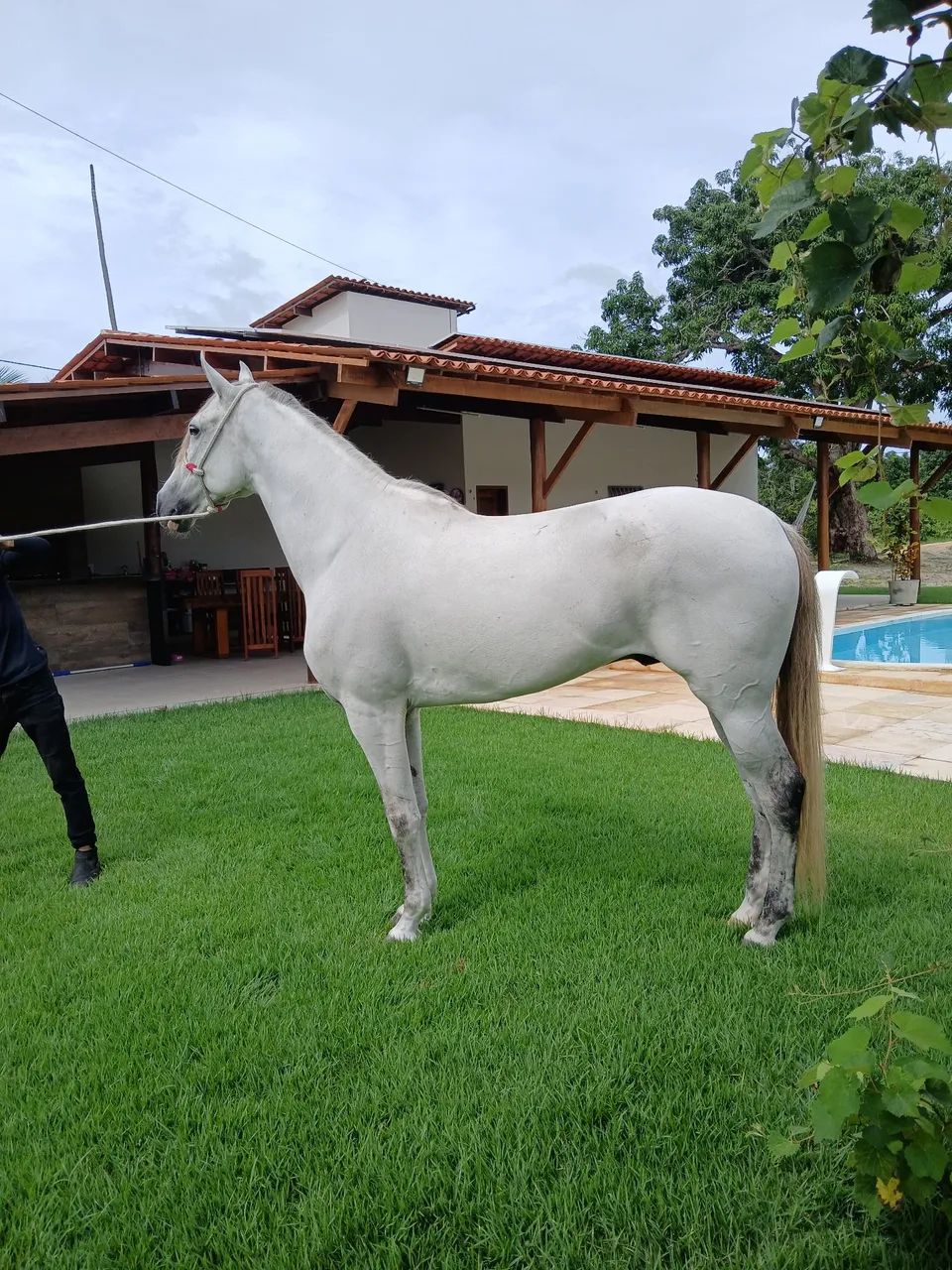 Cavalo Mangalarga Marchador - Foto 2