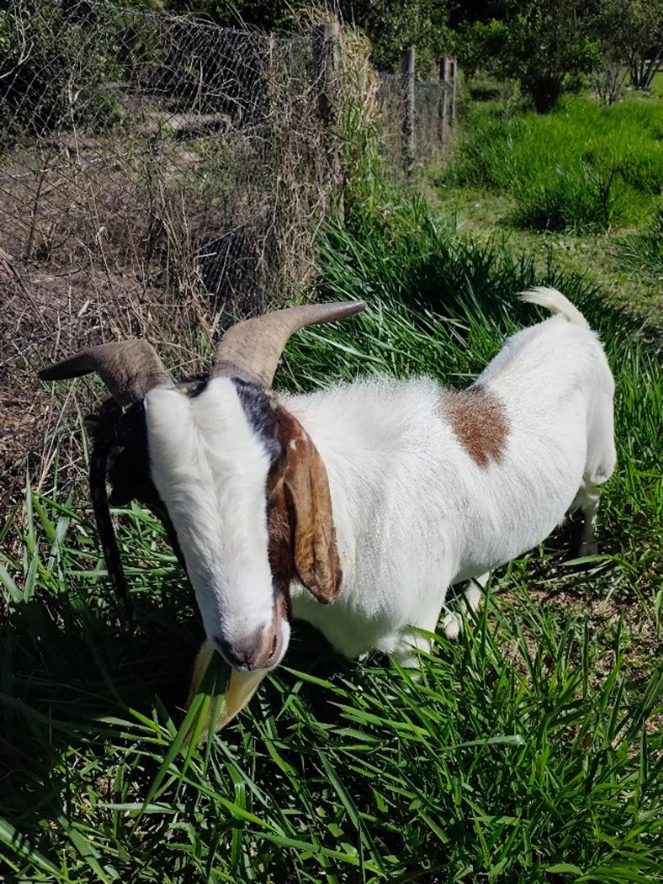 Cabra Leiteira - Foto 4