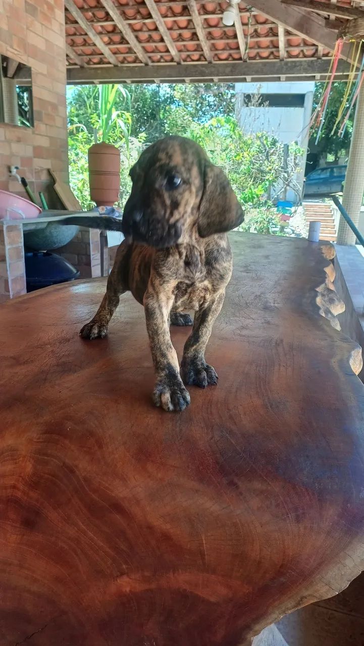 Fila brasileiro  tigrado - Foto 4