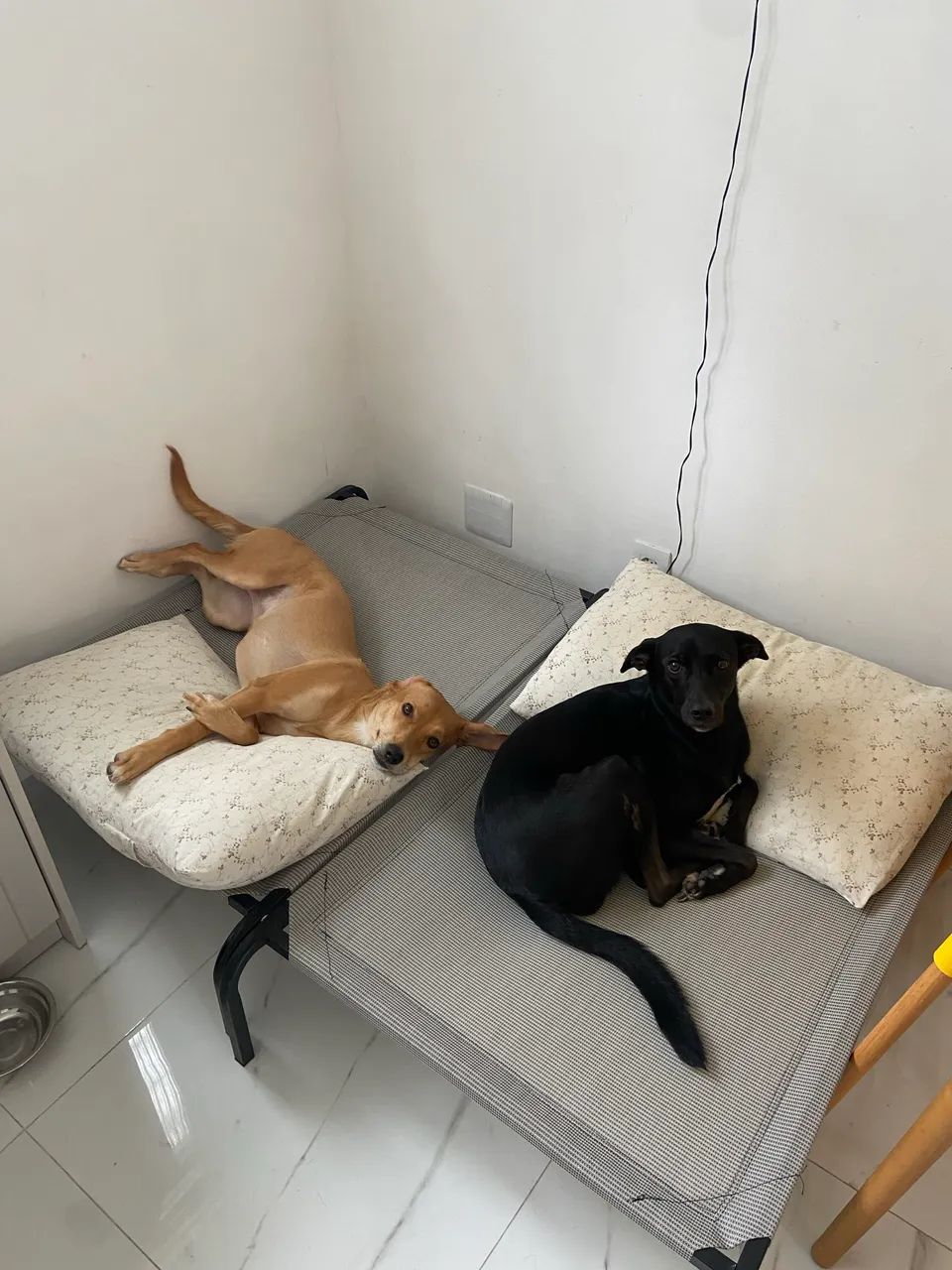 Cama Pet Elevada - Foto 2