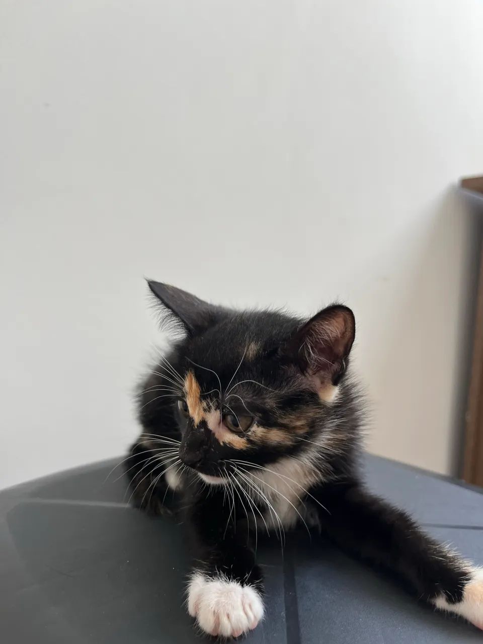 Doa-se gata filhote - Foto 2