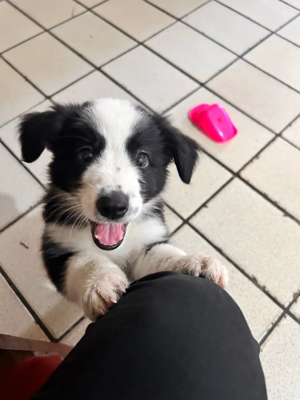 Border Collie (VENDA) - Foto 3