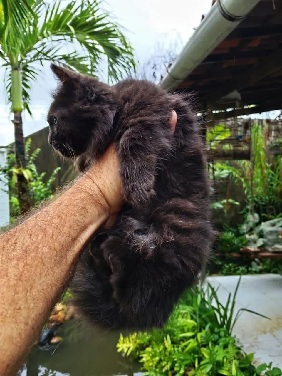 Munchking Middle Leg - Foto 5