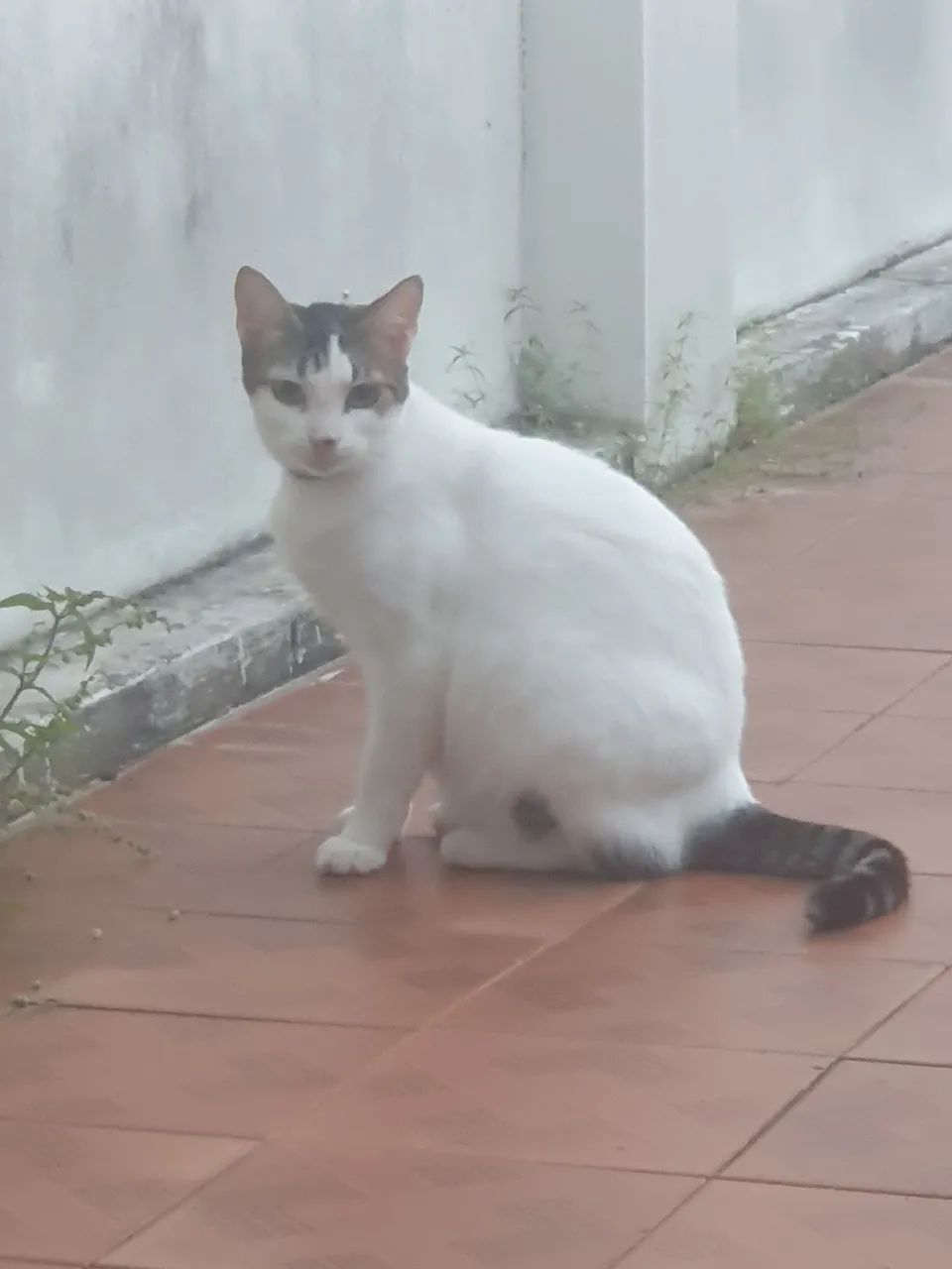ADOÇÃO RESPONSÁVEL!