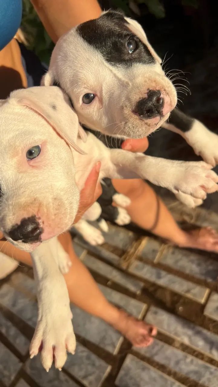 Filhotes de pitbull  - Foto 4