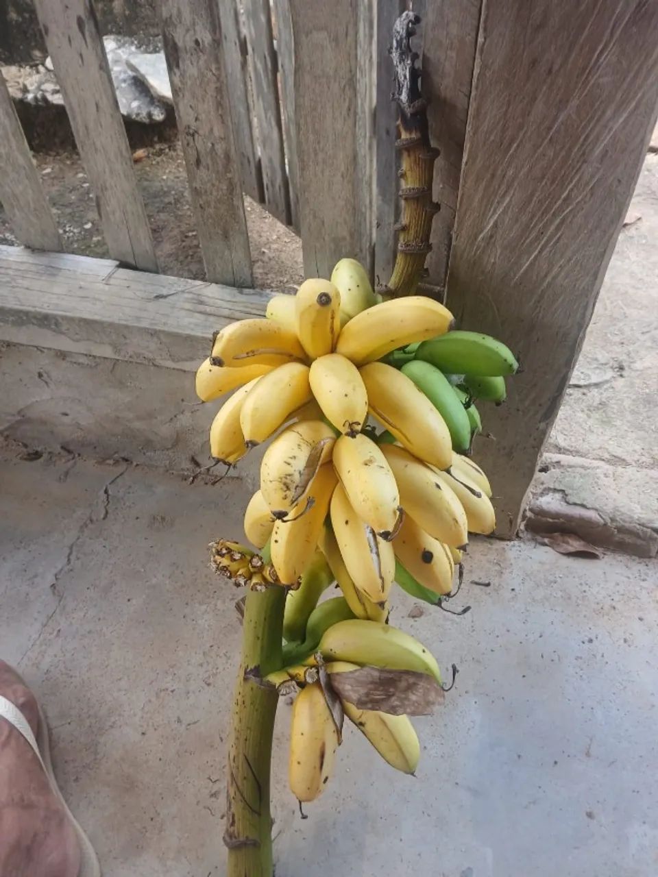 Chácara 1 alqueire  - Foto 4