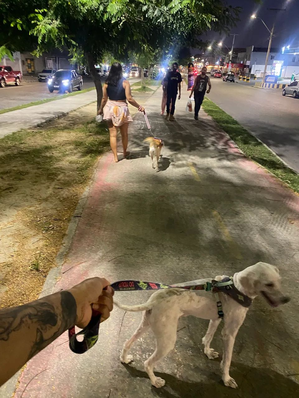 Passeadores de animais  - Foto 3
