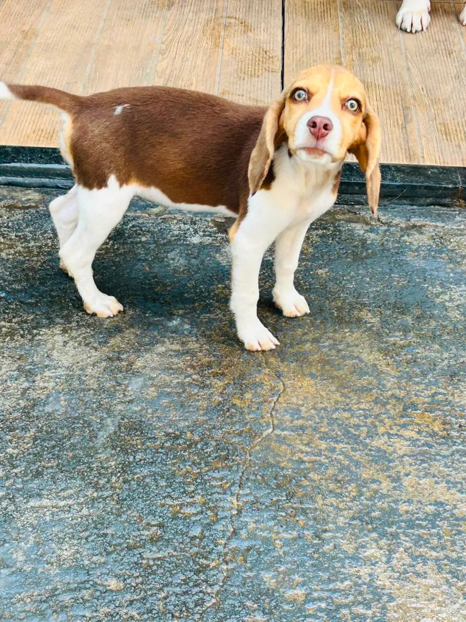 ÚLTIMA MINI BEAGLE 13P - Foto 4