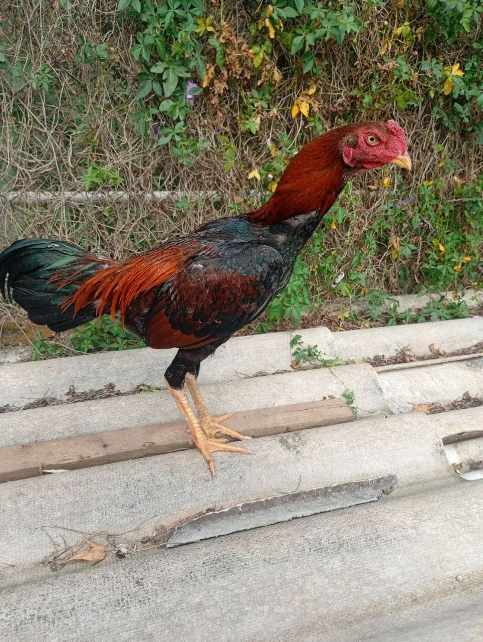 Frango e franga indo costeiro 