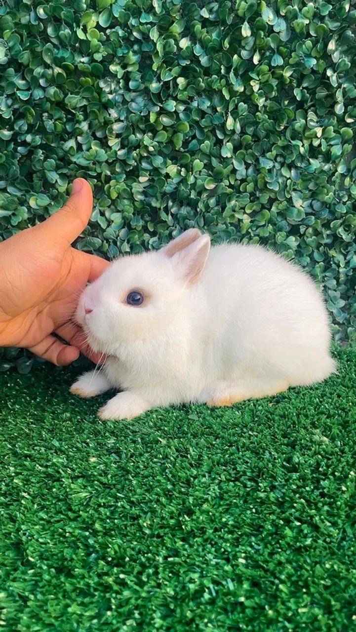 Mini coelhos  - Foto 3