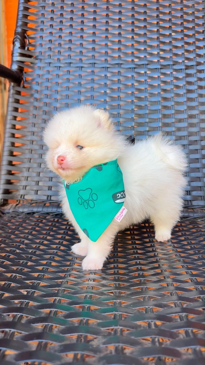 Cachorro 