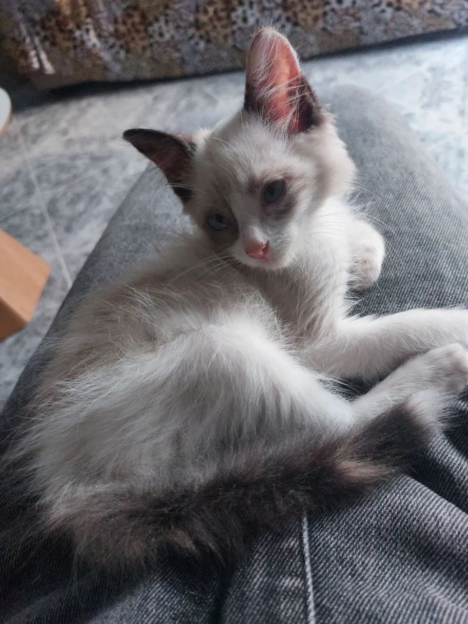 Doação de gata - Foto 5