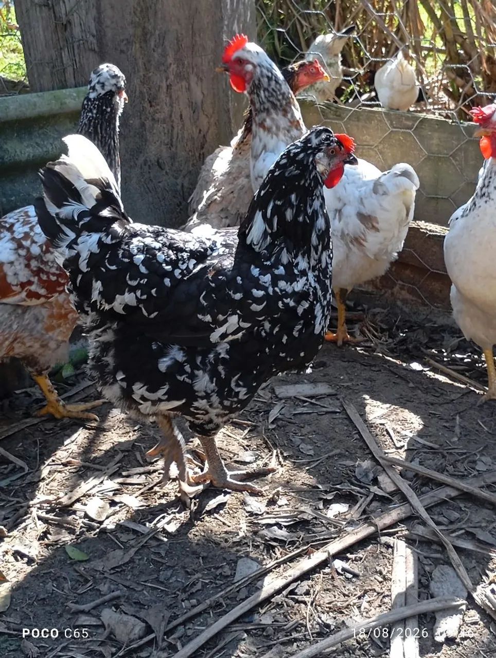 Galinha GSB SERTANEJO BALÃO pura pintada de topete  - Foto 4