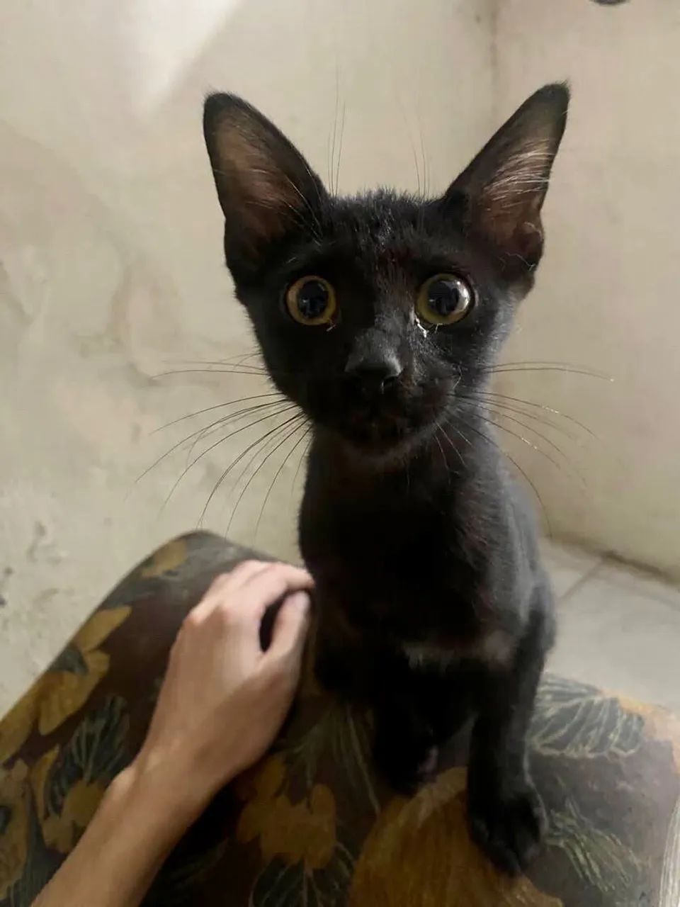 ADOÇÃO RESPONSÁVEL  - Foto 4