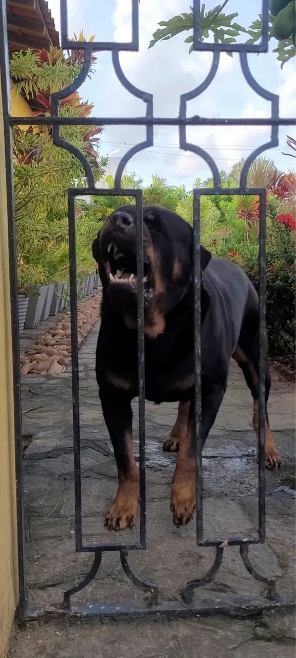 Procura-se namorada rottweiler - Foto 5
