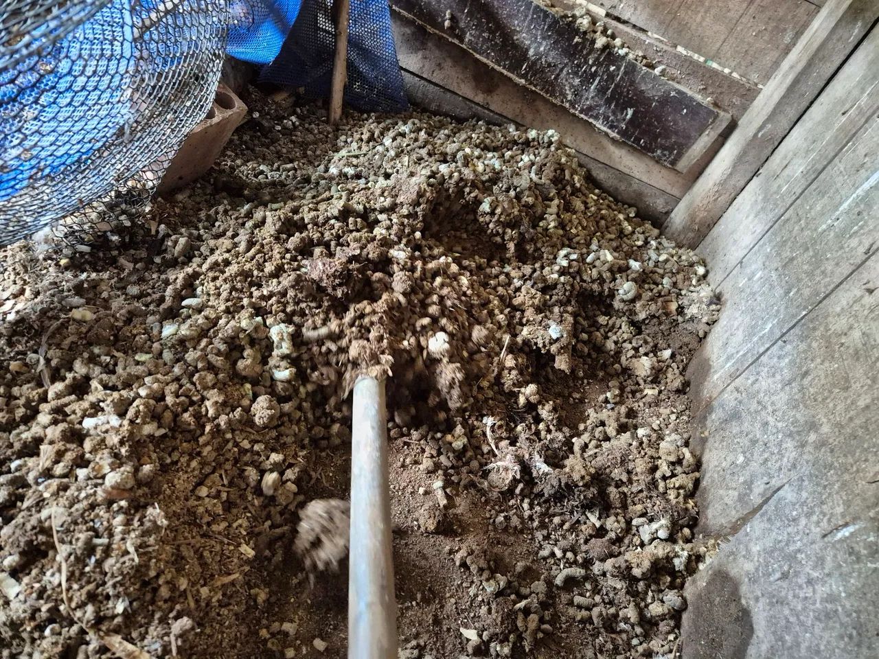 Esterco de galinha - Foto 2